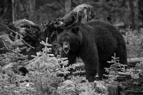 Black Bear, Yellowstone National Park Photograph by The Yellowstone ...