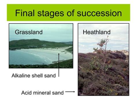 Biosphere : Sand Dune Succession | PPT