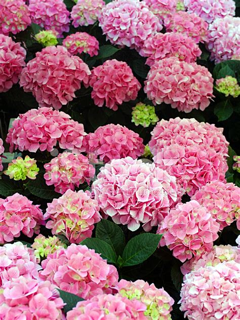 Pink Hydrangea Plant Stock Photo | Royalty-Free | FreeImages