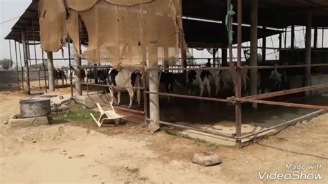 Kavya Dahiya Dairy farm - YouTube