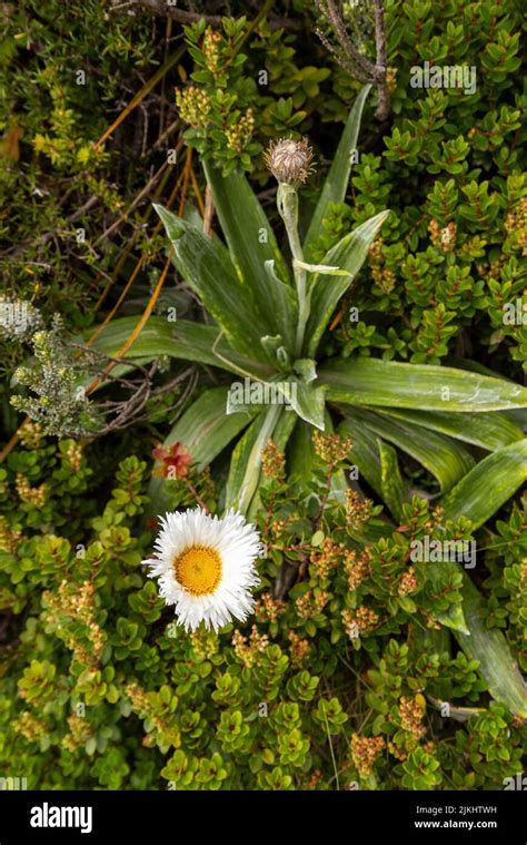 Alpine flowers at the Southern Alps, Mount Aoraki National Park, South ...