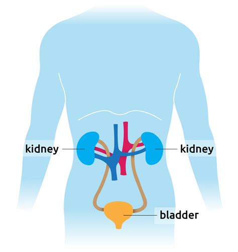 What are kidneys? - Transplant Living