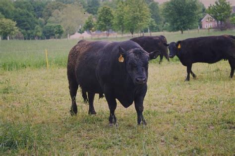 Angus Cattle | Oklahoma State University