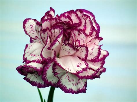 🔥 Download Red Carnations Flowers With Ribbon Wallpaper by ...