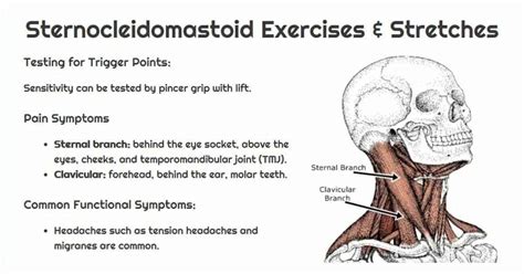 Sternocleidomastoid (SCM) Trigger Points - Sand and Steel Fitness