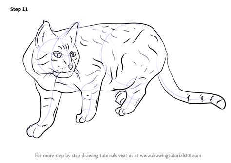 Learn How to Draw a Wildcat (Cats) Step by Step : Drawing Tutorials