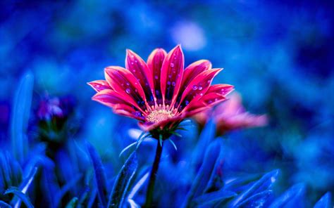 3D Ultra HD Flower Wallpapers - Top Free 3D Ultra HD Flower Backgrounds - WallpaperAccess