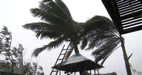 Hurricane Winds Lash Town Palm Trees. View Of Palm Trees Thrashing As A ...