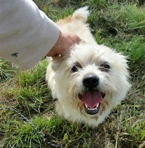 Michael the two-year-old Maltese cross saved another dog's life | The ...