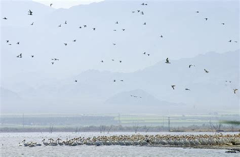 Salton Sea wildlife disappears: Photos by Desert Sun's Jay Calderon