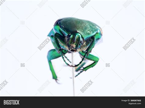 Scarab Beetle. Macro Image & Photo (Free Trial) | Bigstock