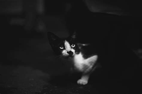 Grayscale Photo of a Cat · Free Stock Photo