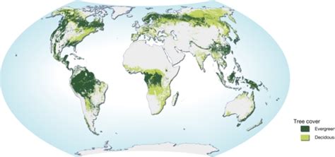 World map of forest distribution (Natural resources - forests) | GRID-Arendal