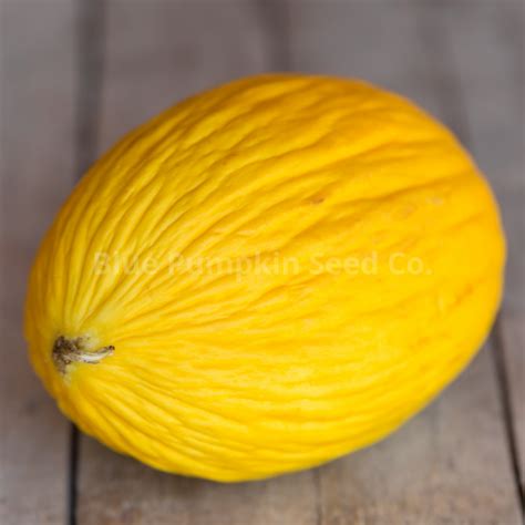 Canary Melon seeds | Blue Pumpkin Seed Co