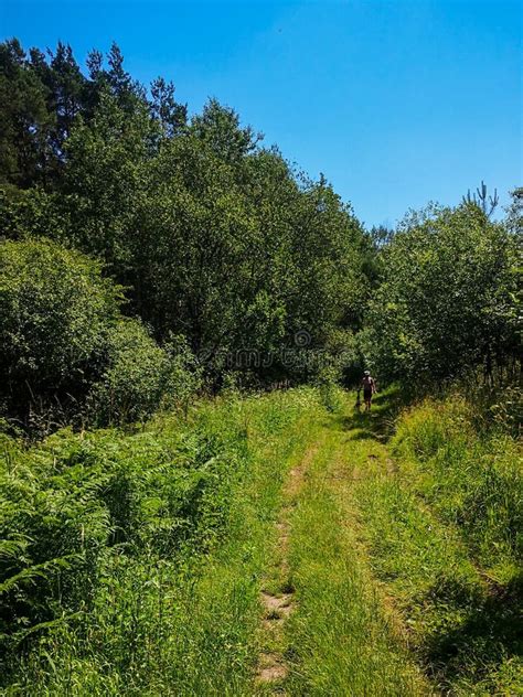 Radomskie Fields and Forests Bike Trail Stock Image - Image of fields, trail: 260704739