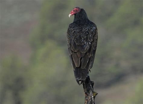 Turkey Vulture - Cathartes aura | Wildlife Journal Junior