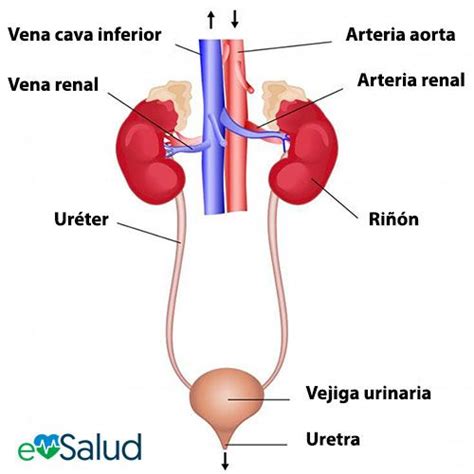 Organos Del Sistema Urinario - Masamo