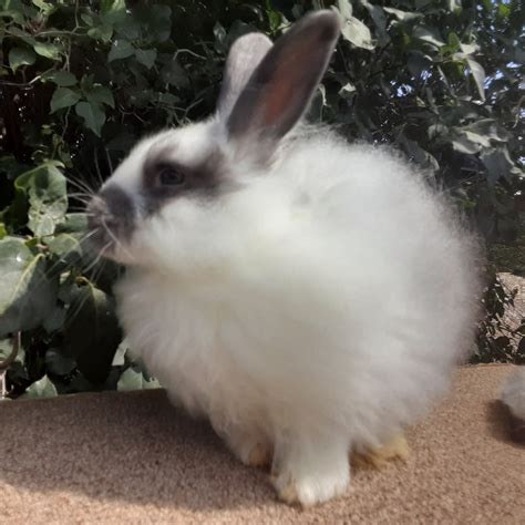 Angora rabbit Rabbits For Sale | Cowlesville, NY #334834