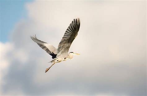 Wading Through Wetlands With The Grey Heron