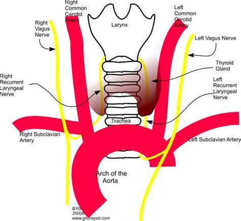 Laryngeal branches of the Vagus nerve - USMLE Forum