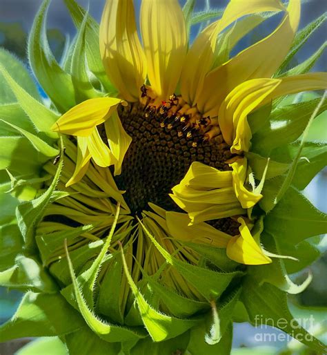 Sunflower Blooming Photograph by Lorri M Barry Photography - Fine Art ...