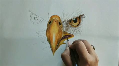 Easy! How to Draw a Bald Eagle Face - YouTube