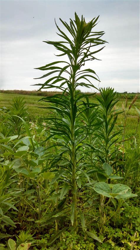 Horseweed - Getting Rid Of Weeds