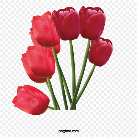 Red Tulip Clipart Transparent Background, Red Tulips, Tulip Clipart, Tulip, Red Flower PNG Image ...