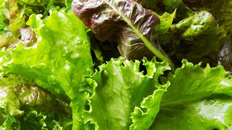 18 Types of Lettuce and the Best Ways to Eat Each One | Epicurious