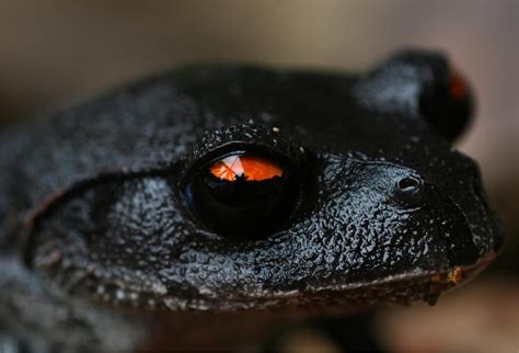 Black tree frog. : r/pics