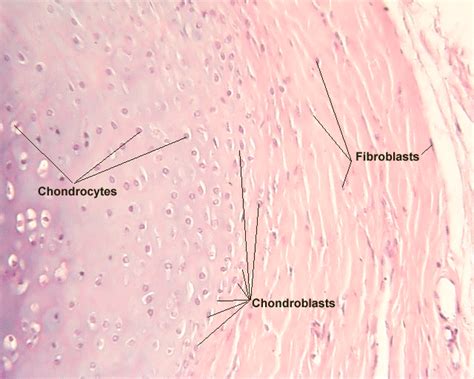 Salisbury's Graduate Histology: Cartillage