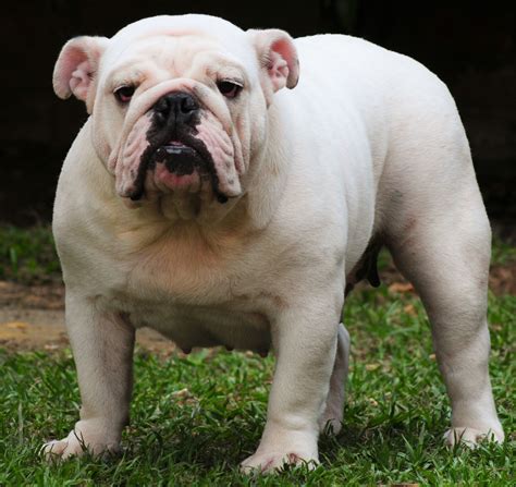 White English Bulldog Breed Guide - Learn about the White English Bulldog.