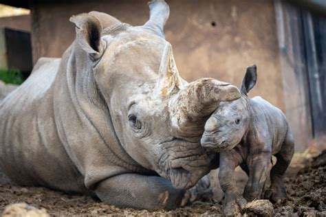 Safari West Welcomes Baby Rhino to the World | KSRO