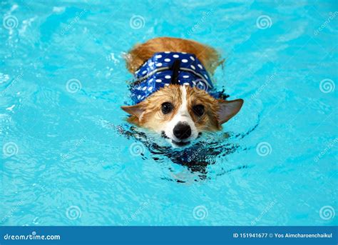 Young Happy Welsh Corgi Dog Swimming in the Pool with Blue Life Jacket in Summer.Corgi Puppies ...