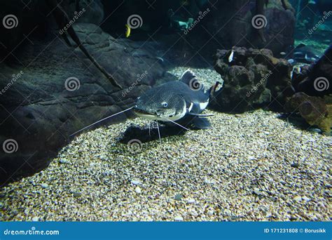 Redtail Catfish Phractocephalus Hemioliopterus, Also Known As Cajaro ...