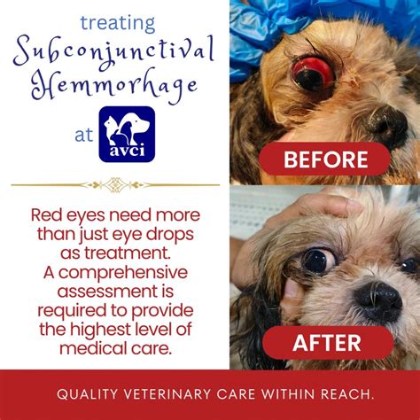 A Case of Subconjunctival Hemorrhage in a Dog – Aycardo Veterinary ...