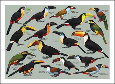 Toucan Species Poster Painting / Wall Art / Nature Print / - Etsy UK