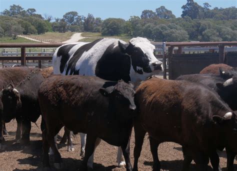 The Real Sad Story Behind the Giant Cow That Went Viral - Just Interesting