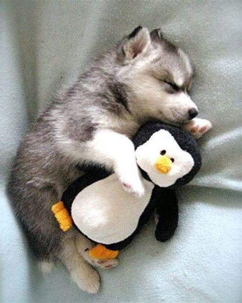 Puppy + Penguin | Love it!!!! | Pinterest