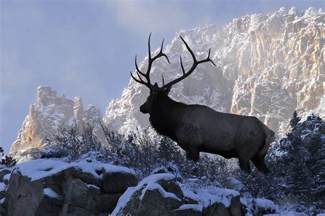 Elk Wallpapers - Wallpaper Cave