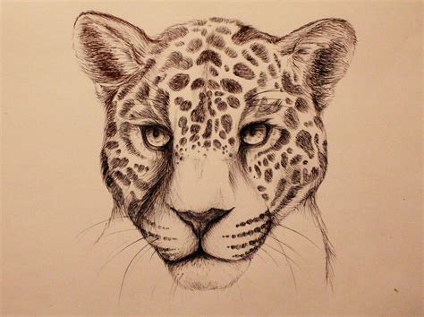 Animal Face Sketch at PaintingValley.com | Explore collection of Animal ...