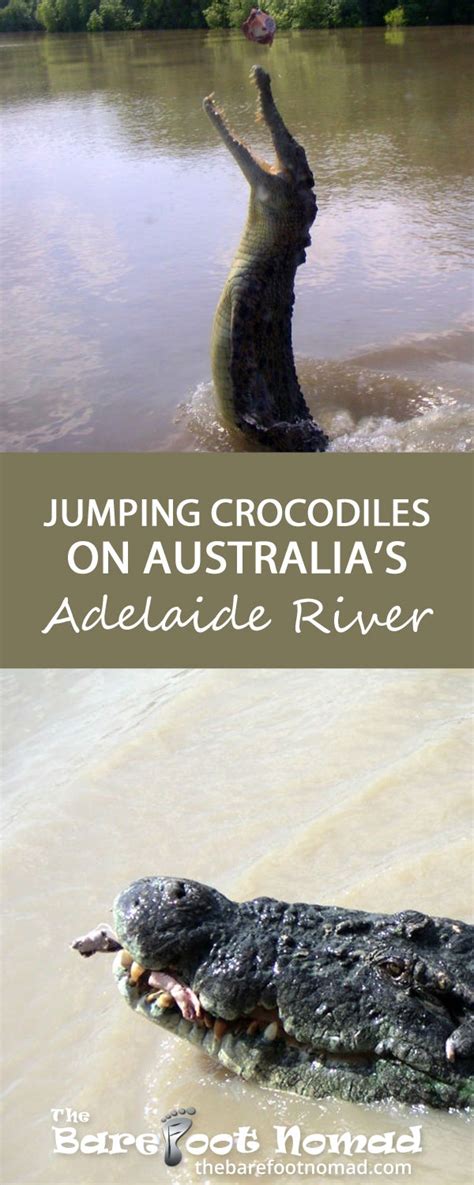 Jumping Crocodiles on Australia's Adelaide River