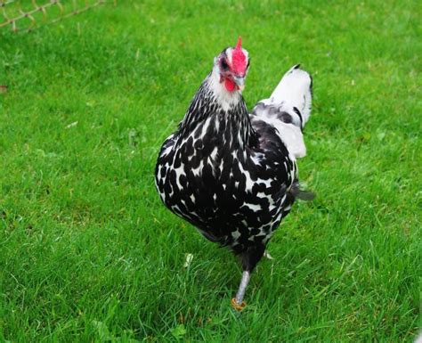 Hamburg Chicken: Eggs, Height, Size and Raising Tips