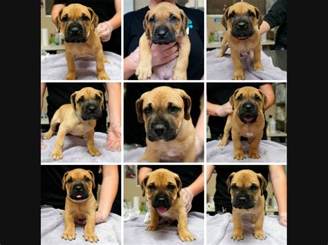 9 Puppies Rescued In San Diego Now Available For Adoption | San Diego, CA Patch