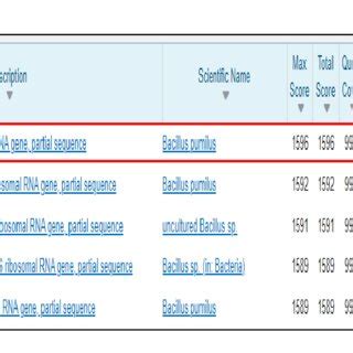 BLASTn analysis for identification of nucleotide sequence. The sequence... | Download Scientific ...