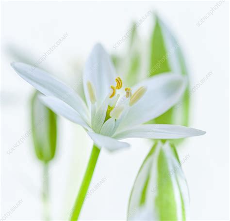 Star of Bethlehem (Ornithogalum umbellatum) - Stock Image - C057/3261 - Science Photo Library