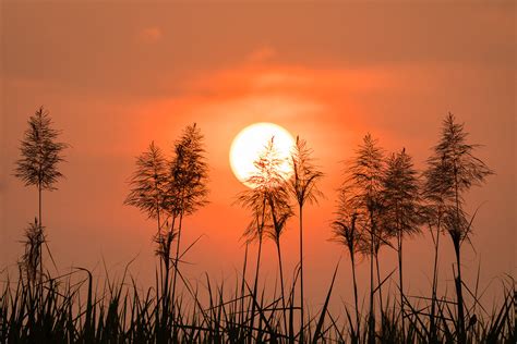 Sugarcane field sunrise | Gurunath Prabhudesai | Flickr