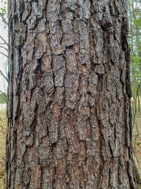 Loblolly Pine Bark Stock Photos - Free & Royalty-Free Stock Photos from Dreamstime