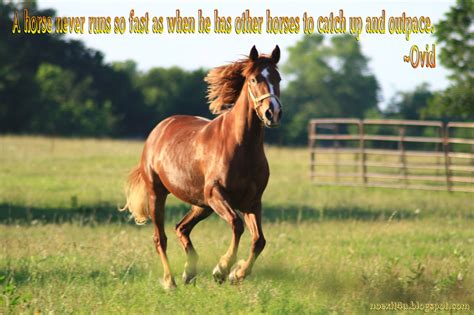 HORSE QUOTES WALLPAPER ~ noexit4u.com