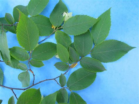 Hop-Hornbeam (Ironwood) (Trees of Manitoba) · iNaturalist